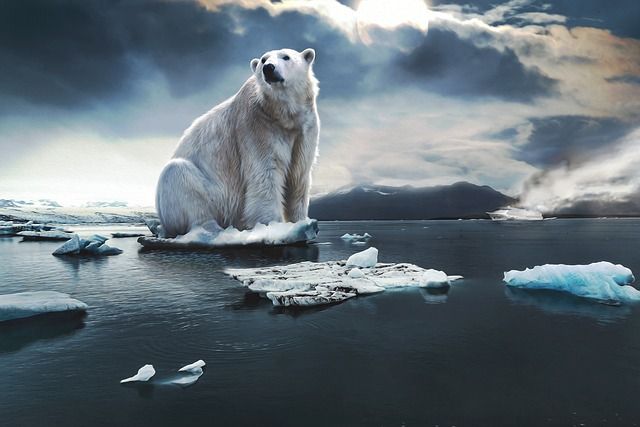 CO₂ 농도 증가의 영향과 대응 전략: 미래를 위한 우리의 선택