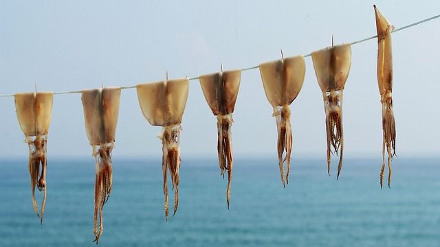 브리스틀콘 소나무 보존: 미래 세대를 위한 우리의 책임